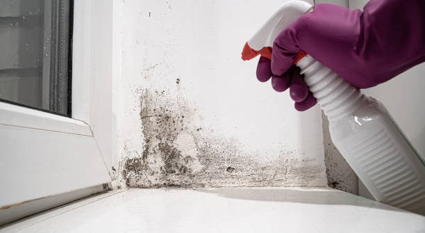 Best Water damage restoration services  in Krugerville, TX